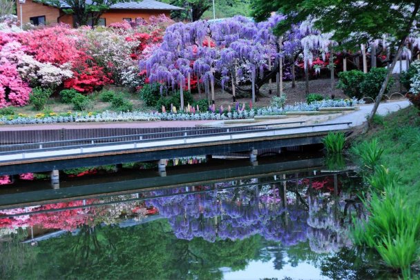 Парк цветов Асикага в 
Японии