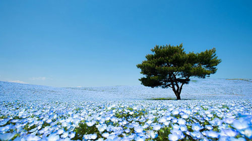 Потрясающие голубые поля в японском парке Хитачи
