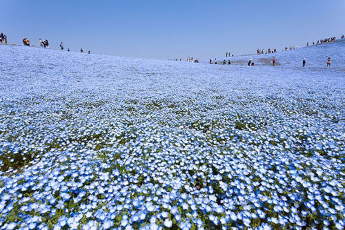 Потрясающие голубые поля в японском парке Хитачи