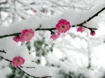 Сакура под снегом