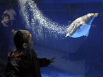 Пингвин в токийском аквариуме