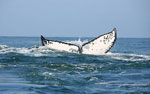 В Японии судно столкнулось с китом: 12 пострадавших